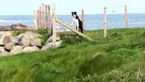 alert border collie in a fenced enclosure in a seaside location on a bright sunny day