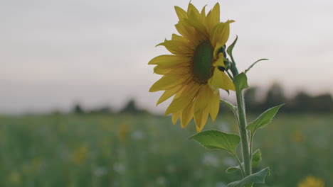 Mittlere-Nahaufnahme-Des-Kopfes-Einer-Sonnenblume,-Die-Sich-Im-Wind-Bewegt