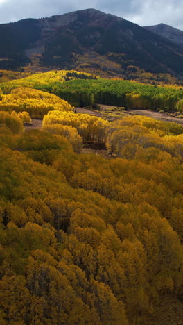 vertical drone shot of beautiful fairytale landscape on sunny autumn day, yellow aspen forest and hills