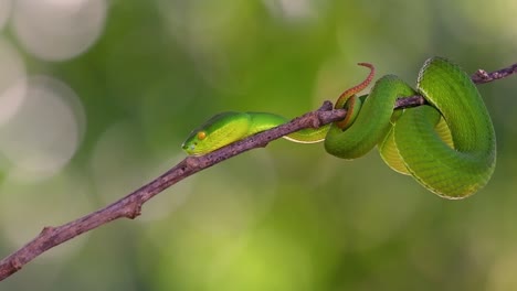 la víbora de labios blancos es una víbora venenosa endémica del sudeste asiático y a menudo se encuentra durante la noche esperando en una rama o rama de un árbol cerca de un cuerpo de agua con muchos alimentos