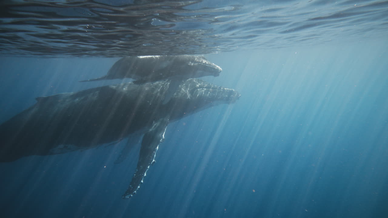 Humpback whale calf pats on parents back playing at ocean water surface with reflection dancing in light rays