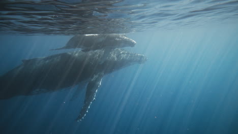 la ballena jorobada acaricia a sus padres jugando en la superficie del agua del océano con el reflejo bailando en los rayos de luz