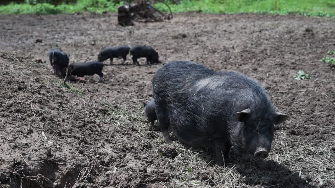 Group of black pigs roaming in a muddy field
