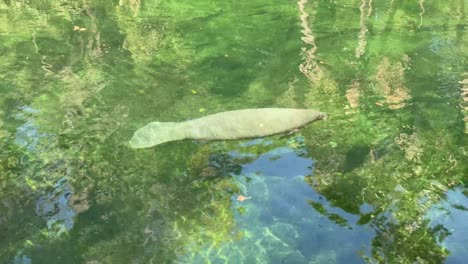 manatee in crystal clear water