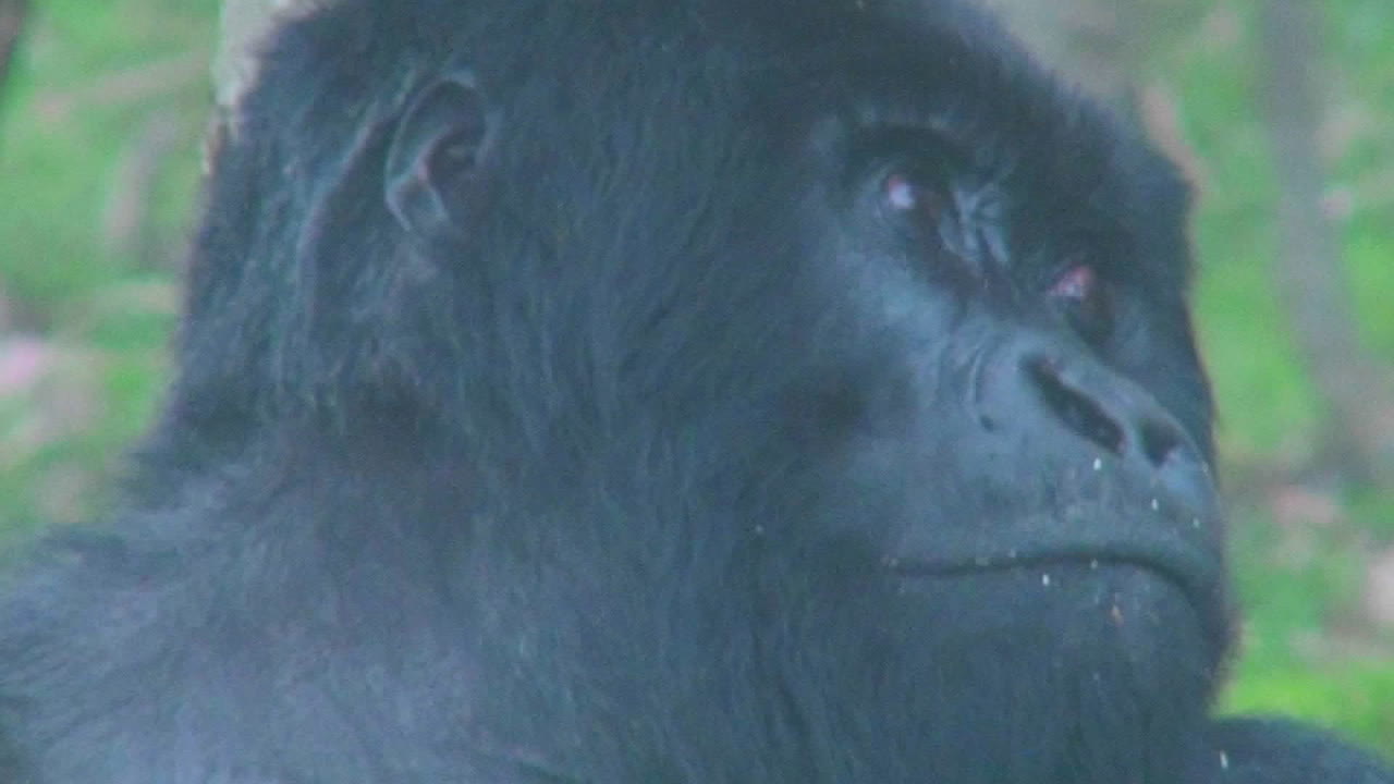 un gorila de montaña hembra adulta mirando a su alrededor