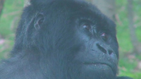 un gorila de montaña hembra adulta mirando a su alrededor