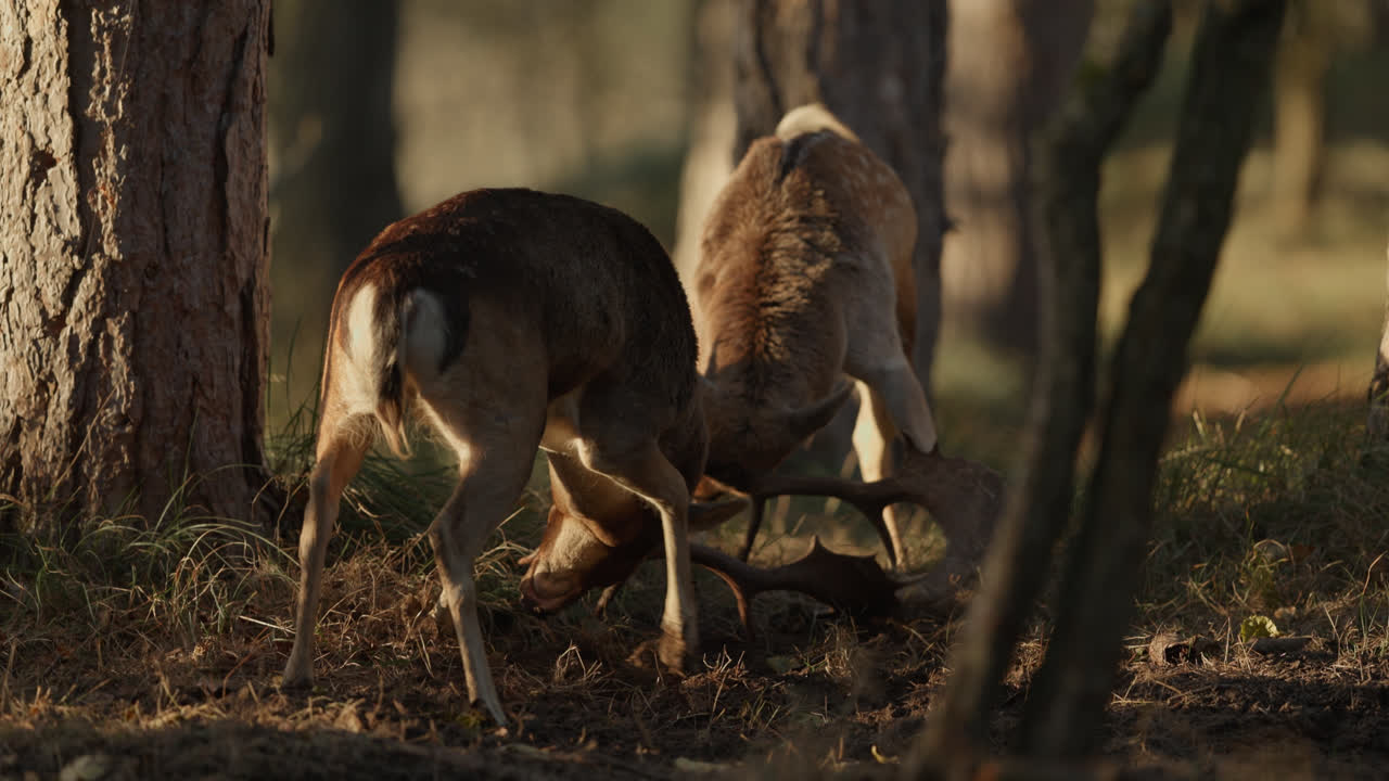 To kronhjorte kæmper i en skov