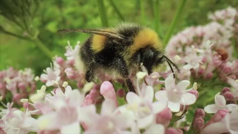 bumblebee collects nectar from the flower. close-up macro.