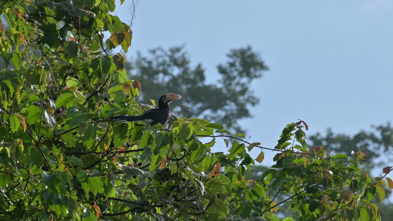 mirando a su alrededor con el sol de la mañana detrás de él creando una pequeña silueta, oriental pied hornbill anthracoceros albirostris, tailandia