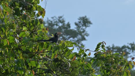 Looking-around-with-the-morning-sun-behind-it-creating-a-little-silhouette,-Oriental-Pied-Hornbill-Anthracoceros-albirostris,-Thailand