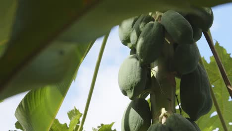 Close-up-low-angle-shot-of-unripe-papayas-on-tree