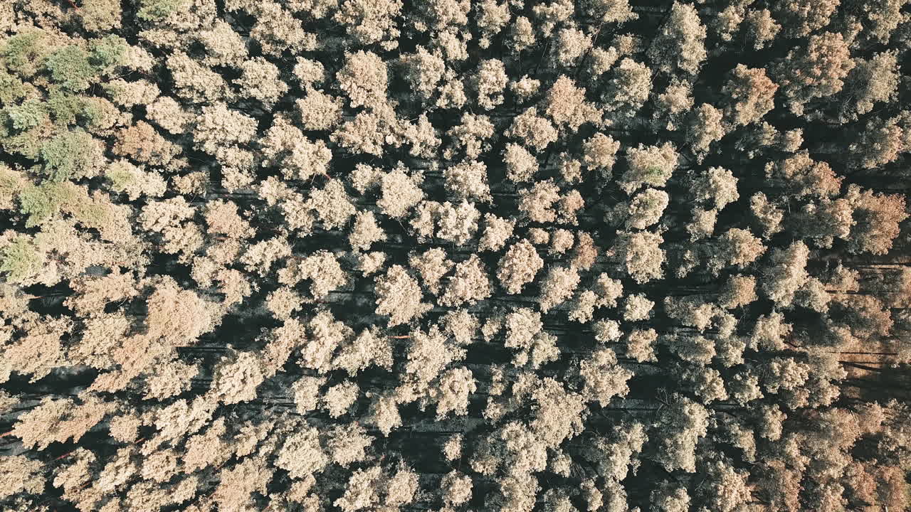 새의 눈으로 산불이 난 후 숲 위로 높이 날아가는 드론