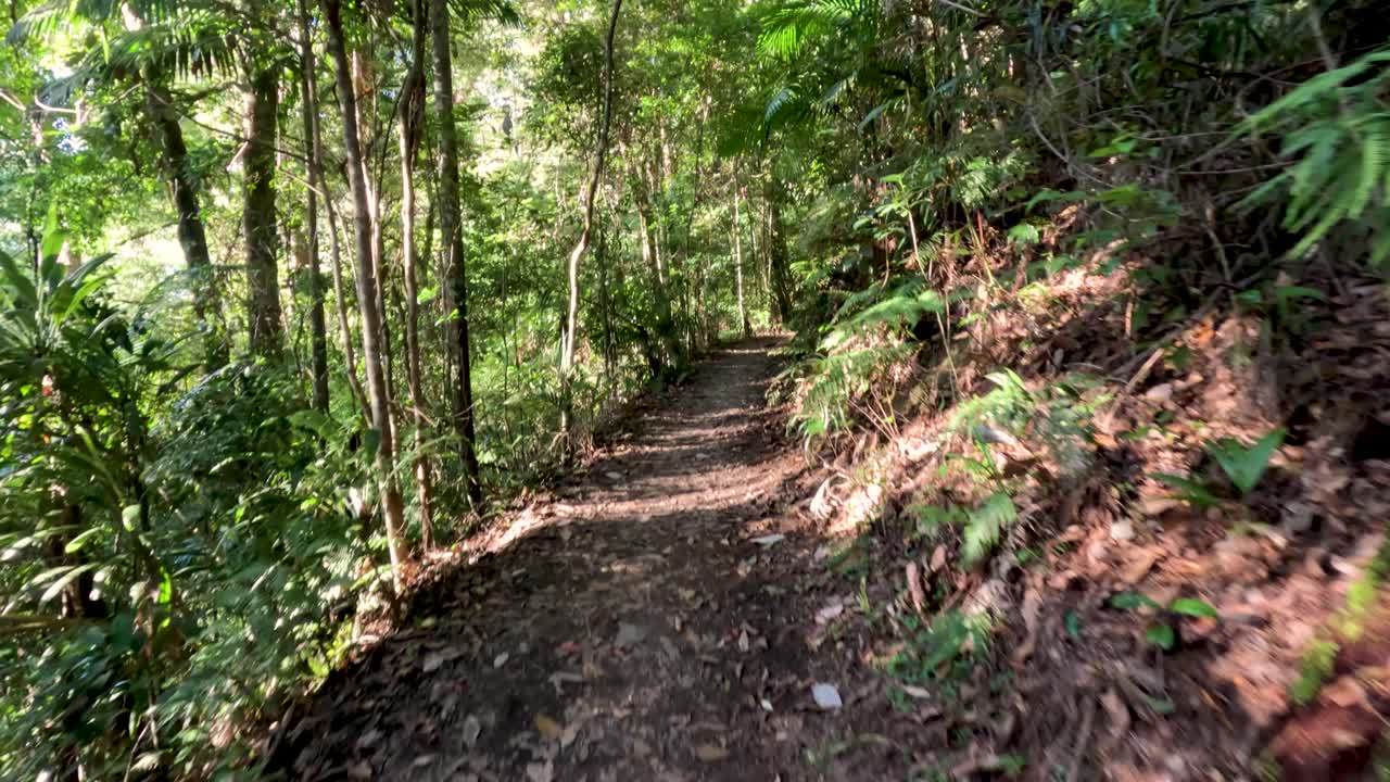 울창 한 숲 을 가로질러 조용 한 산책