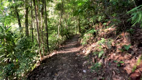 un paseo sereno a través de un sendero de bosque exuberante