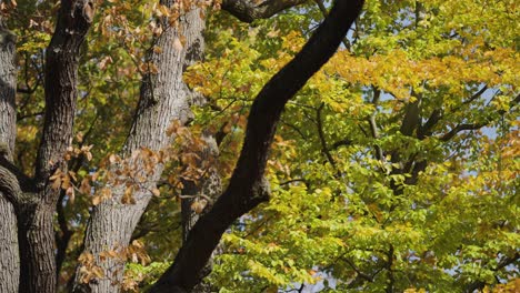 long forked branches of the beech tree