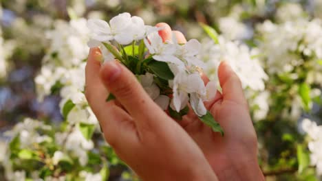 hands holding apple blossoms