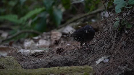 un pájaro zoothera andromedae está comiendo orugas en los arbustos