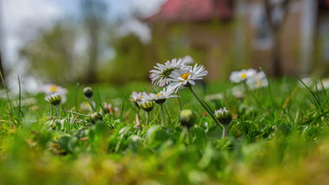 daisy flower in bloom timelapse plant petals opening up wildflower grass up-close