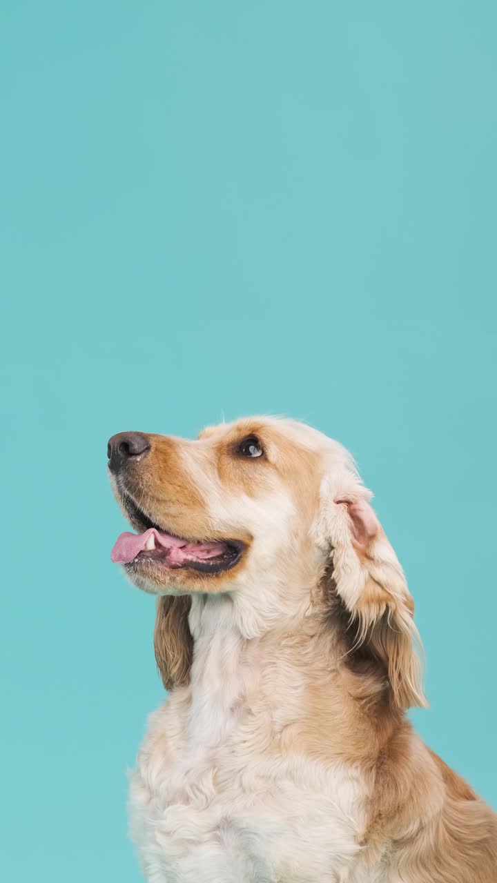 Cute brown English Cocker Spaniel dog on blue background with copy space