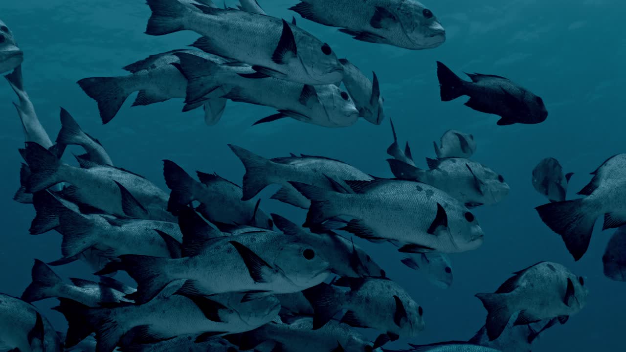 Dive into the crystal-clear waters of Rasdhoo Atoll, Maldives, and witness a mesmerizing school of fish congregating around a bustling cleaning station.