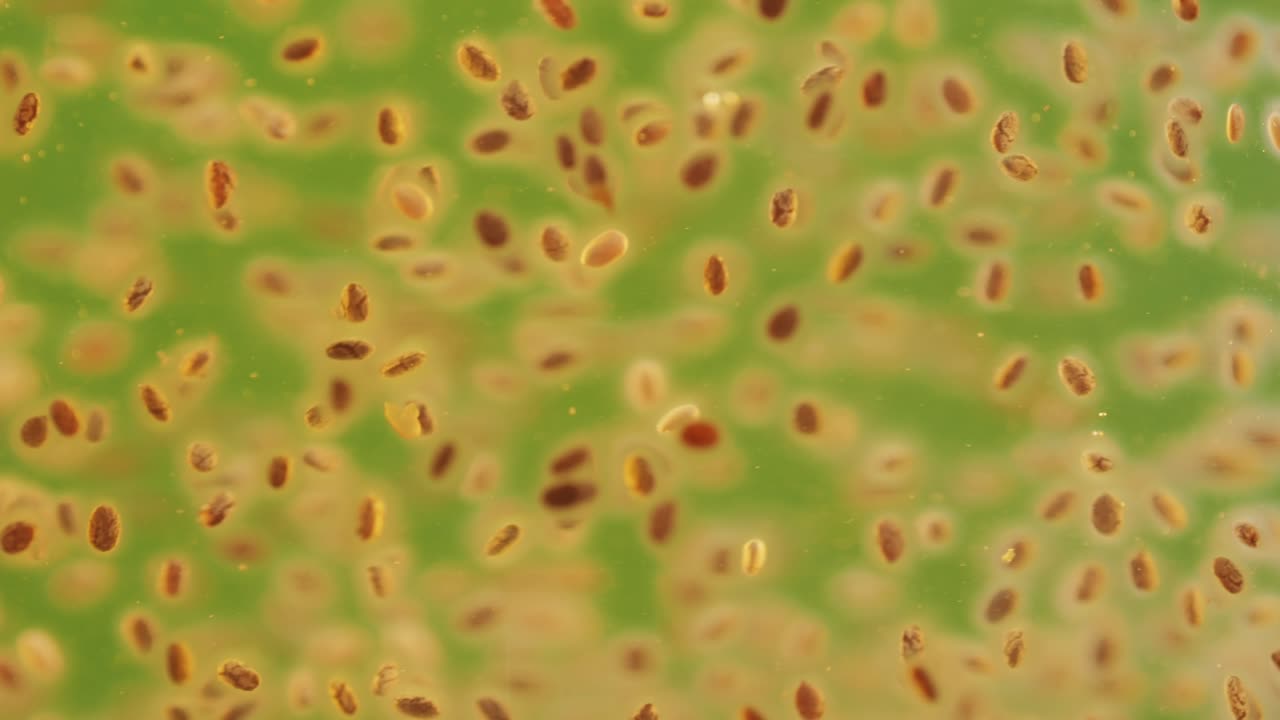 Chia seeds blending and rotating in water close-up macro yellow background. Dry healthy ingredient. Healthy superfood rich in Omega 3 fatty acids. Salvia hispanica