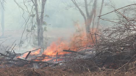 wildfire flames burning the underbrush in the amazon rainforest