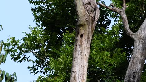 El-Lagarto-Monitor-Nublado-Se-Encuentra-En-Tailandia-Y-Otros-Países-De-Asia