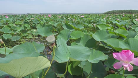 thickets of blooming lotus flowers on lake