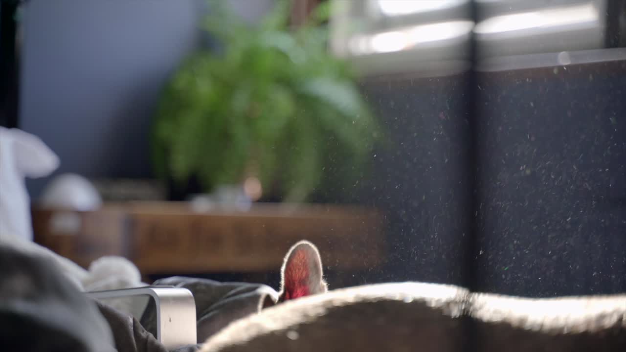 Boston Terrier dog sat on a bed looking to camera and then going to sleep