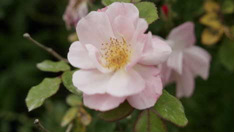 Close-up-shot-of-a-beautiful-pink-flower-in-the-garden-of-Villa-Lysis-in-Capri,-in-Italy---02