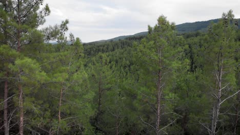 Orbit-drone-video-tall-pine-trees-mountains-background-summer-day-pan-right