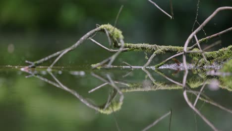 great tit reflecting in a forest pond