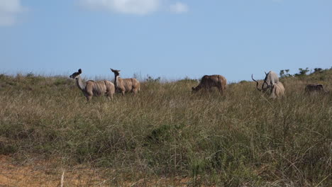 Tierwelt-Des-Südlichen-Afrikas-Und-Seiner-Nationalparks