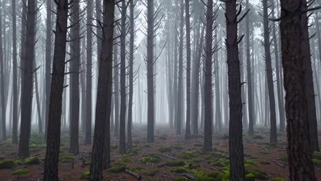 una densa niebla envolviendo lentamente el musgo cubre el suelo dentro de un misterioso bosque de pinos oscuros, revelando un tranquilo paisaje forestal durante una mañana de otoño brumosa.