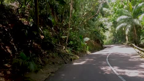 driving through dense lush green jungle up hills through forest with car passing by