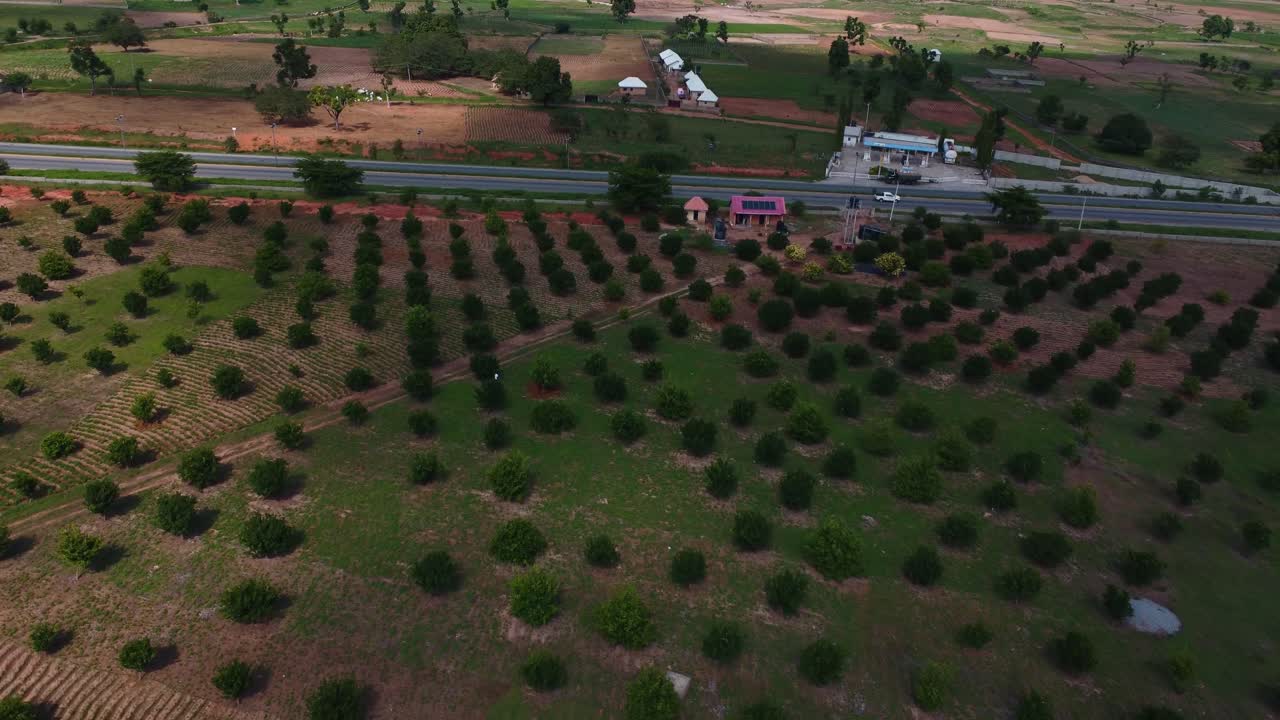 Drone showcases expansive Nigerian farmland with lush greenery and geometric patterns under soft daylight, offering a serene and fertile landscape view. A well organized plantation in rural Africa