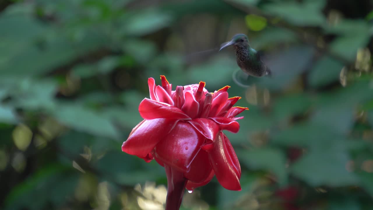 Un simpatico esemplare di colibrì pettosquamato, che si nutre di un fiore di Etlingera Elatior