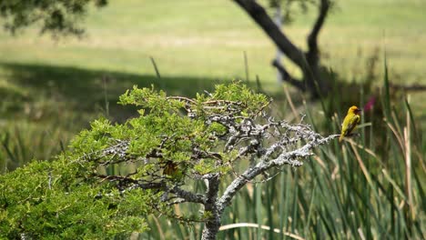 yellow weaver bird sitting on top of an acacia tree