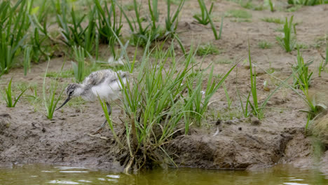 Aves-Marinas-Vadeando-Alimentándose-De-Las-Marismas-De-Las-Marismas-De-La-Costa-De-Lincolnshire,-Pollito-Avocet,-Reino-Unido