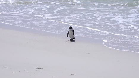 african penguin walking in the beach in cape town, south africa - wide shot