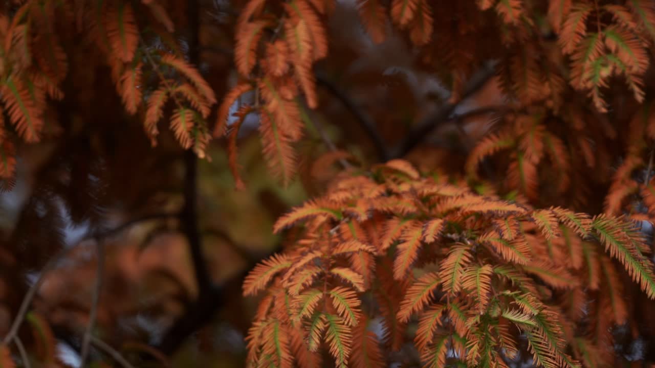 Høstfarger: Dawn Redwood-trær i lokal japansk park