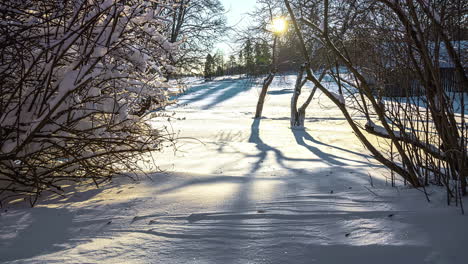 frozen nature with snow during sunset in forest of riga, latvia time lapse