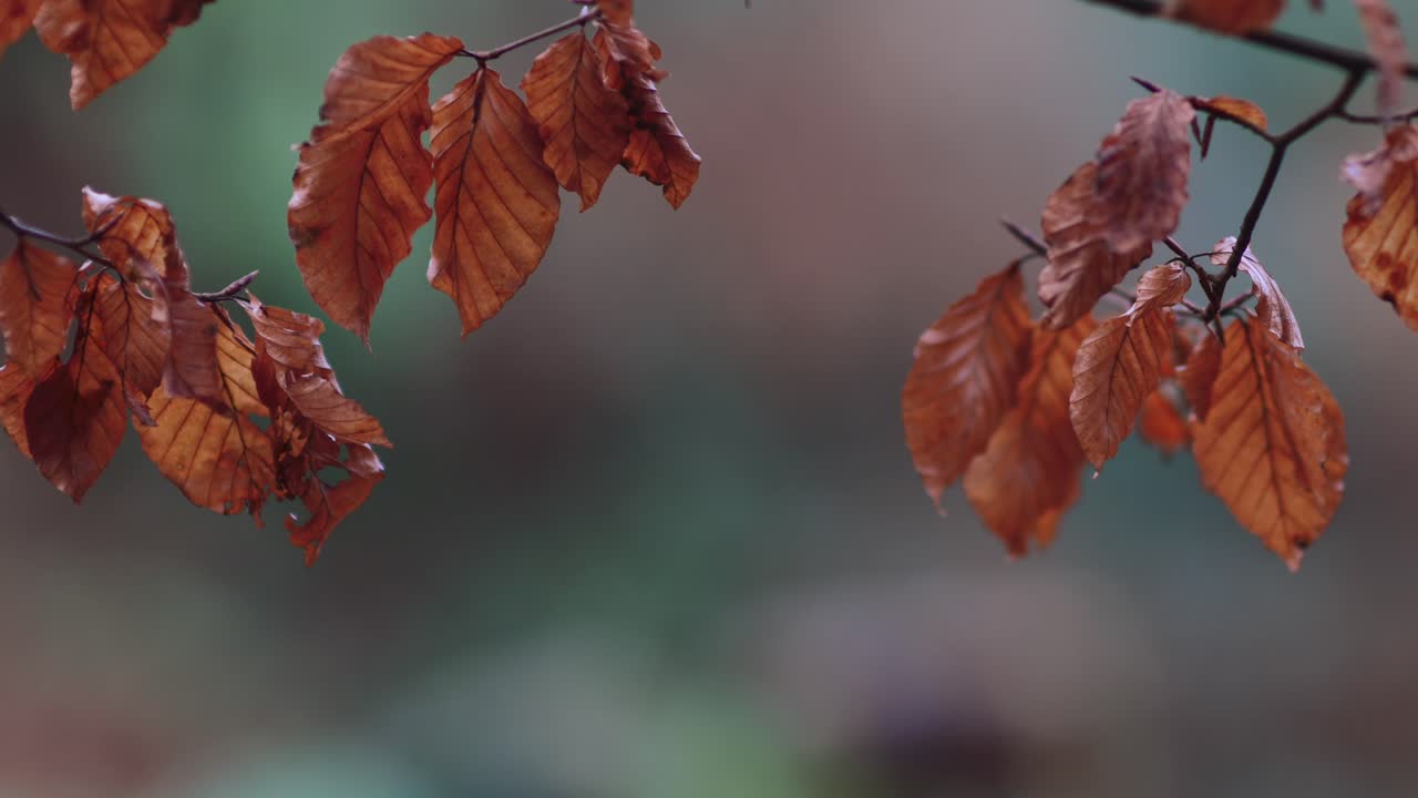 초록 숲의 은 잎