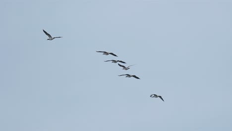 Wild-geese-migration