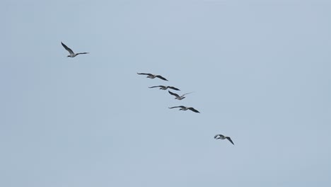 wild geese migration