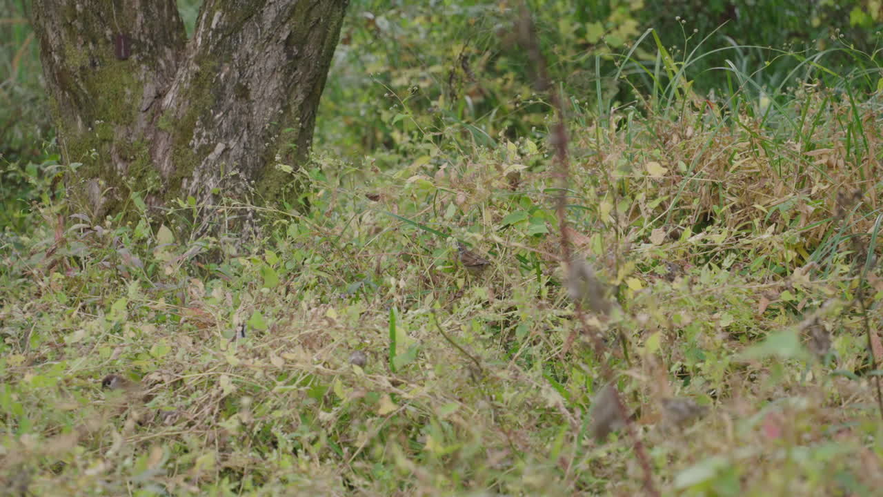 gorriones posados entre un exuberante follaje en un parque forestal cerca de tokio, japón