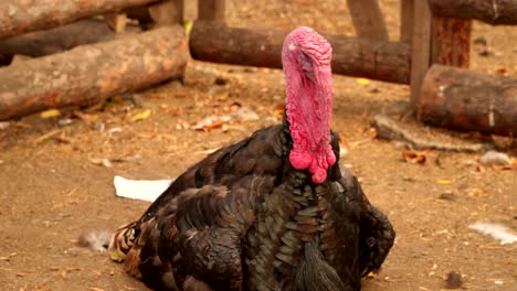 el gran pavo macho. en primer plano.