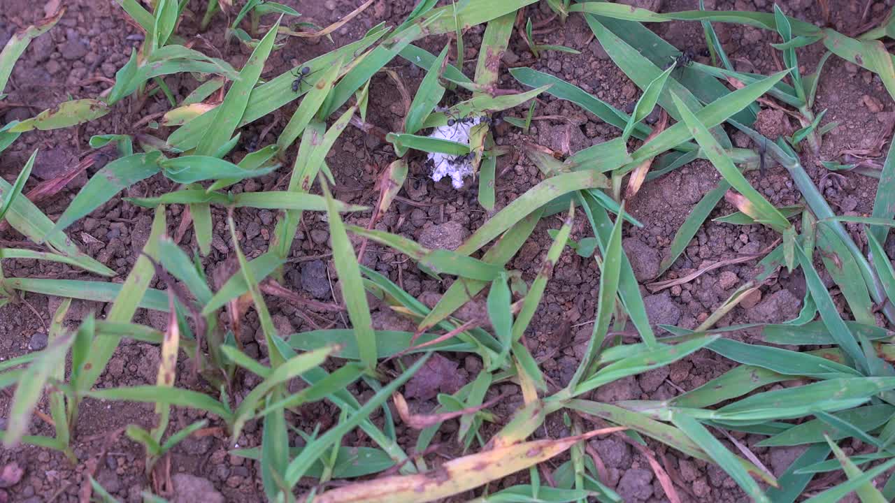 잔디 흙 바닥에서 흰 빵을 먹는 많은 개미가 닫힙니다.