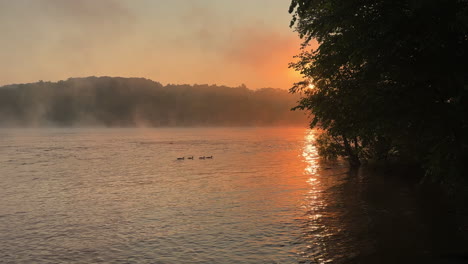 misty river sunrise with ducks