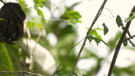 attentive squirrel cuckoo or piaya cayana perched on branch and take off, close-up shot